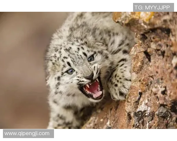 天山雪豹迎战上海申勇夺胜利的激烈较量与精彩瞬间回顾